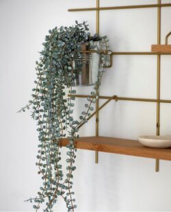Modulares Regal Gassien Paris en Messing und Eiche mit Pflanze rundombante, Atmosphäre végétale natürlich.