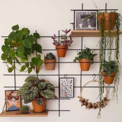 Pflanzenwand Gassien Paris mit Regale Holz, schwarzem Mundall und Pflanzen vertes en pots terre cuite.
