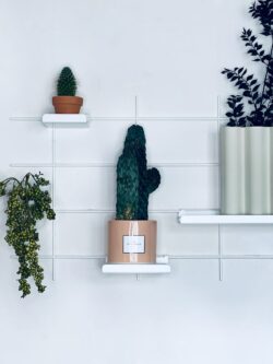 Wandregal Gassien Paris weiß mit Pflanzen vertes, cactus und Atmosphäre végétale épurée.