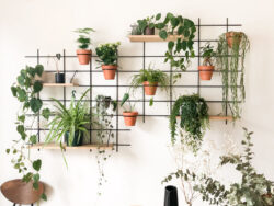 Pflanzenwand Gassien Paris mit Regale aus Holz und schwarzem Mundall, Atmosphäre Natur apaisante.