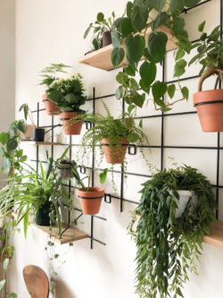 Pflanzenwand Gassien Paris mit Regale Holz und crochunds noirs für Pflanzen vertes suspendues.