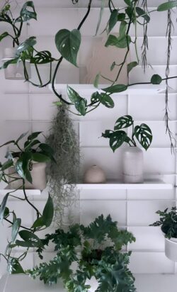 Regale weißs Gassien Paris décorées de Pflanzen tropicales luxuriantes in une Atmosphäre végétale apaisante.